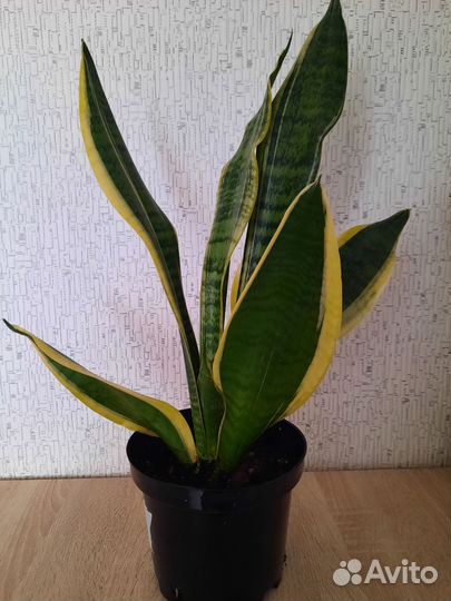 Сансевиерия