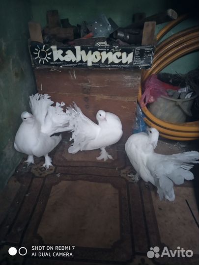 Продажа голубей