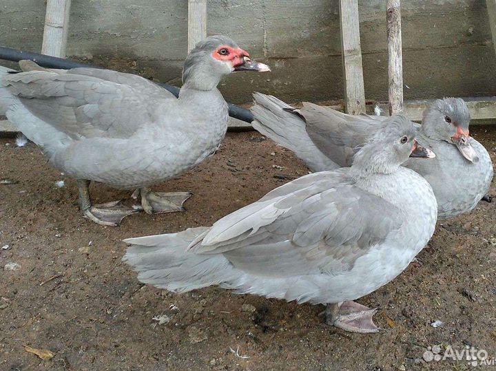 Индоутки
