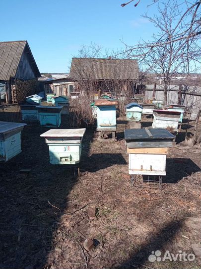 Продам пчелосемьи