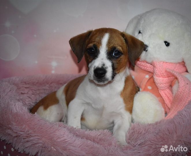 Джек Рассел терьер