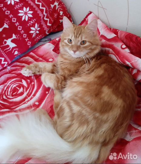 Сибиряк в добрые ручки