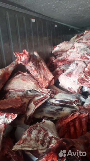 Продам мясо говядина оптом Халял