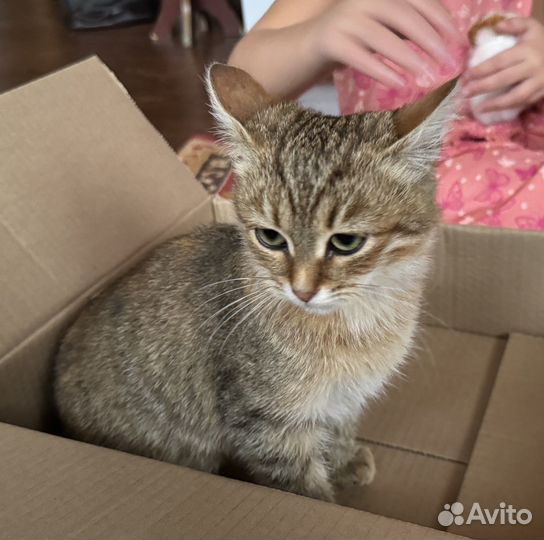 Котенок девочка в добрые руки