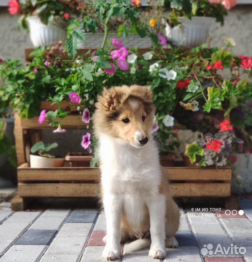 Щенки шелти