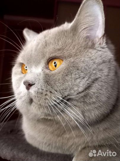 Шотландский кот вязка