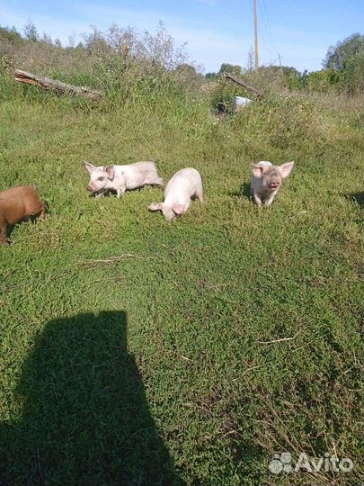 Поросята