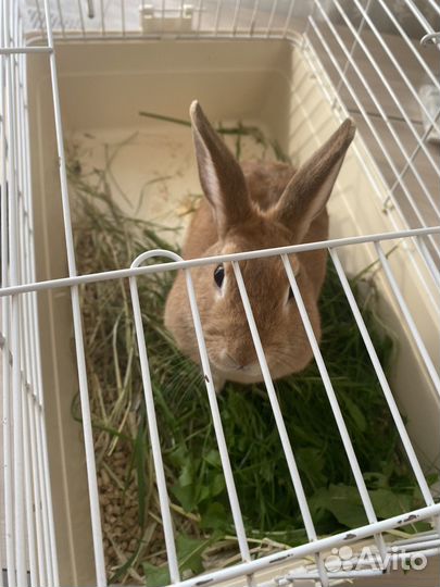 Кролик для вязки