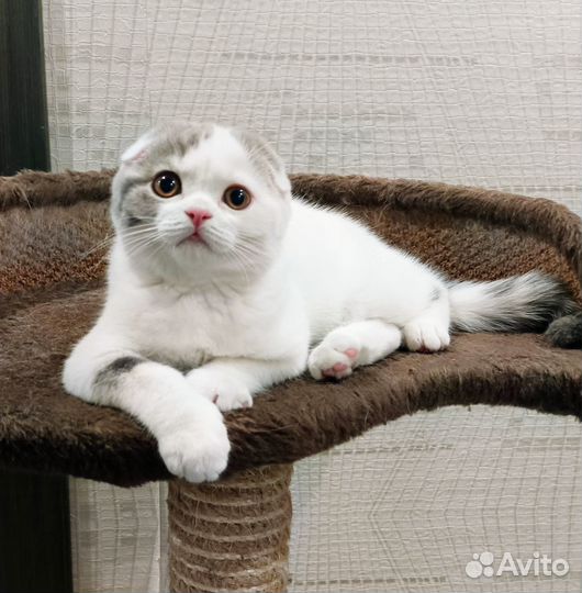 Скоттиш фолд, девочка