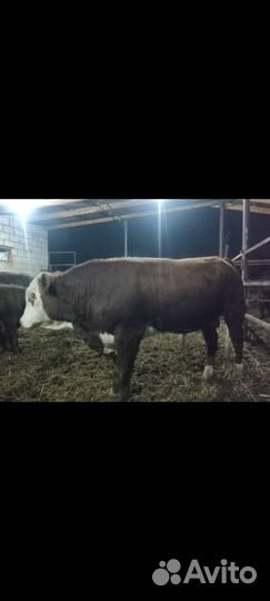 Быки герефорды на племя