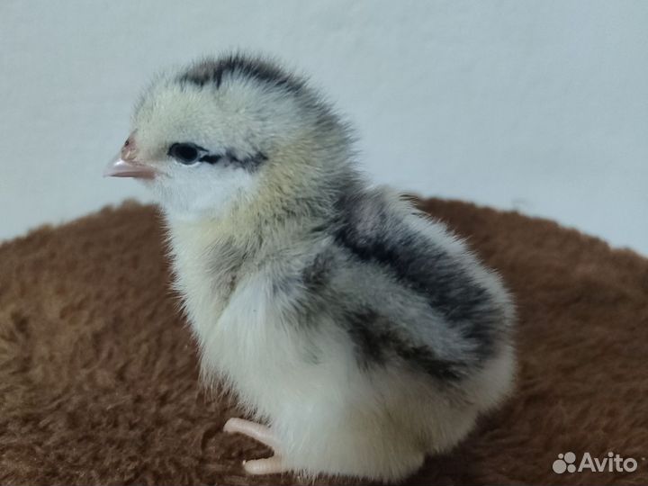 Инкубационное яйцо кур