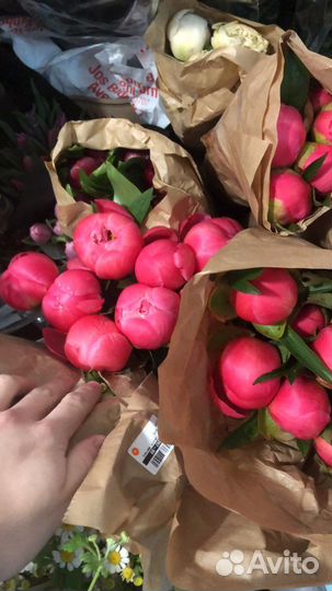 Итальянские пионы