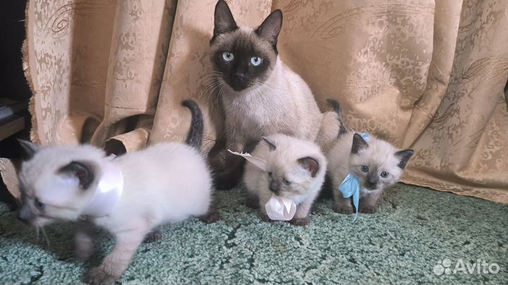 Тайские котята