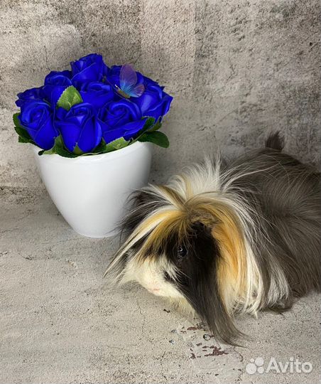 Морские свинки