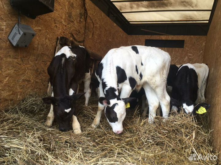 Продаём бычков и телок