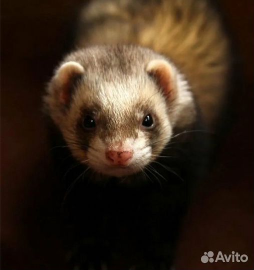 Домашний хорек