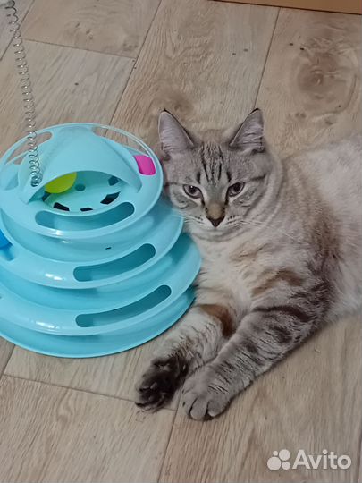 Отдам кота в добрые руки