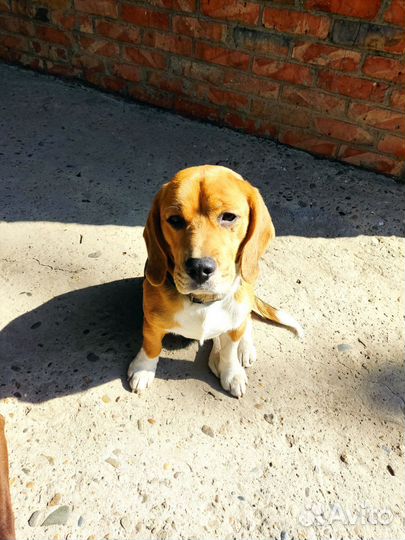 Вязка кобель бигль