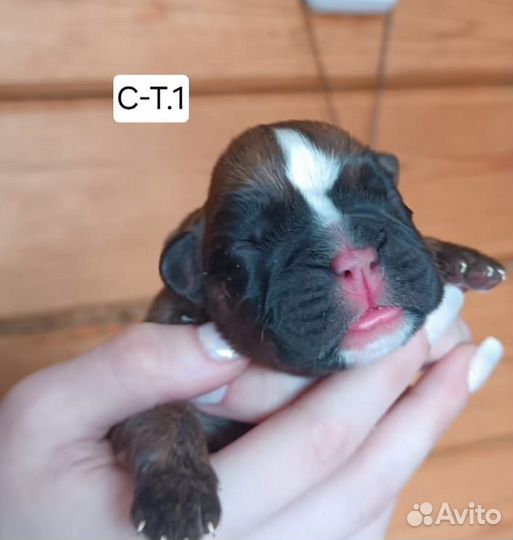 Боксер-это навсегда