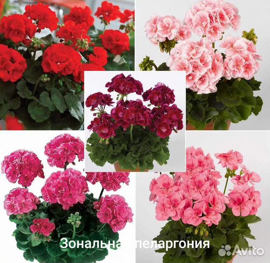 Пеларгония герань