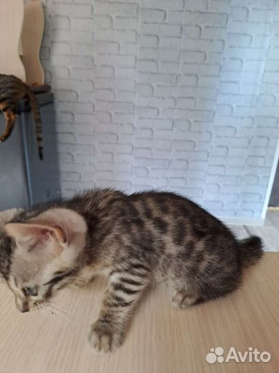 Бенгальская