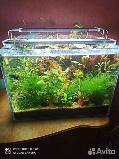 Аквариум