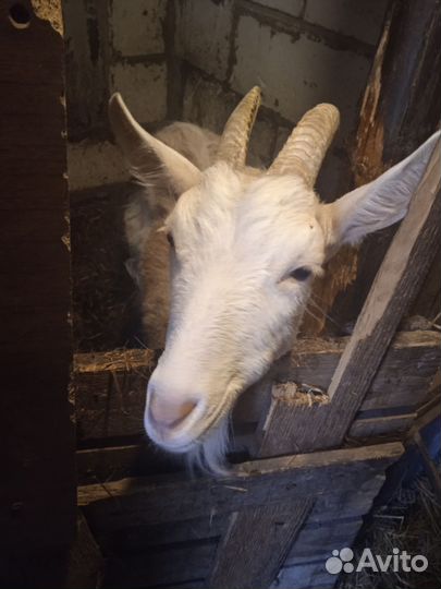 Козы, козлятами и козел