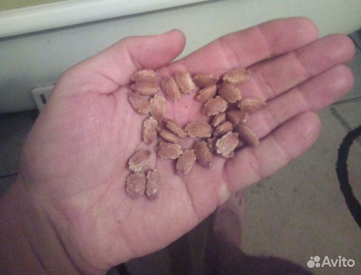 Семена момордики