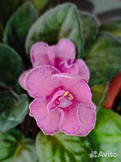 Фиалки (разные)