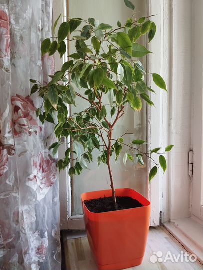 Фикус бенджамина