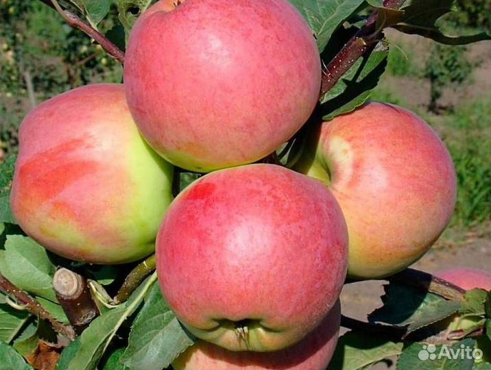Саженцы яблони Успенское
