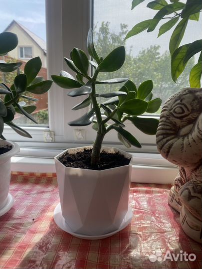 Толстянка денежное дерево