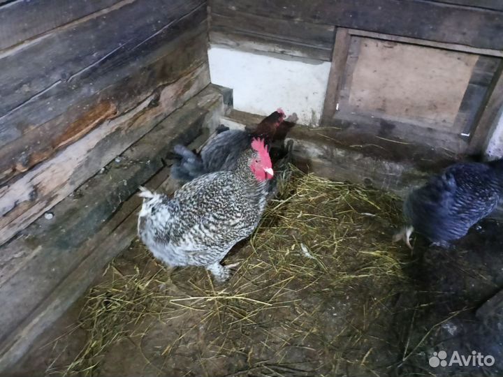 Куры утки