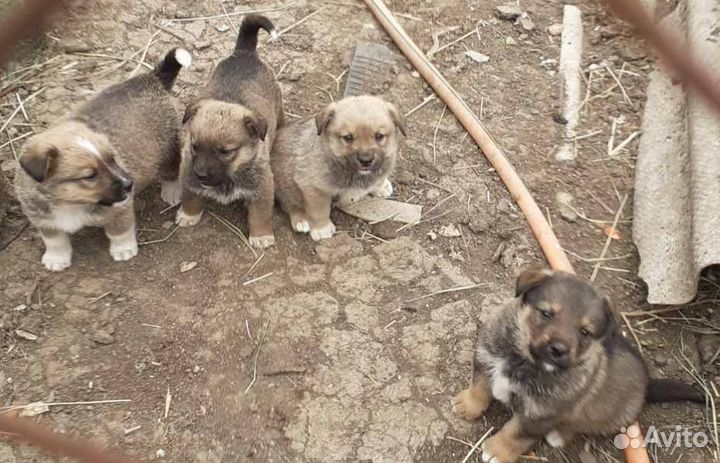 Щенки