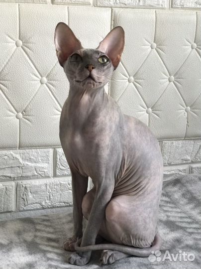 Вязка кошки