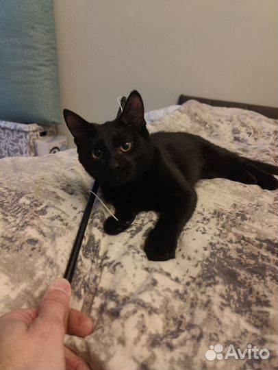 Котёнок