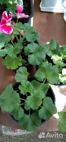 Алоэ /цветы