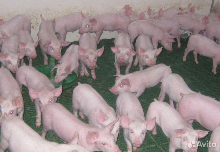 Поросята белые