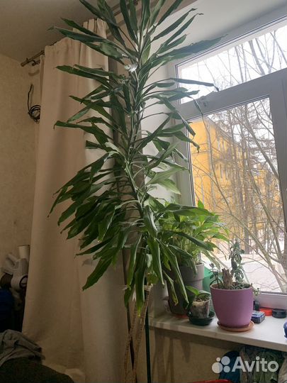 Драцена душистая 2 м