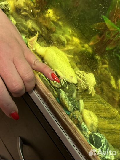 Шпорцевая лягушка альбинос