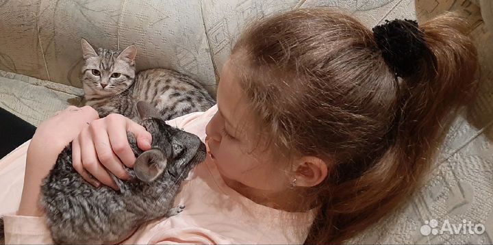 Шиншилла с клеткой и всем содержимым
