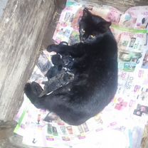 Кошка с котятами в добрые руки, Слоним