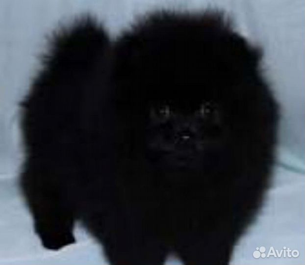 Померанский щпиц