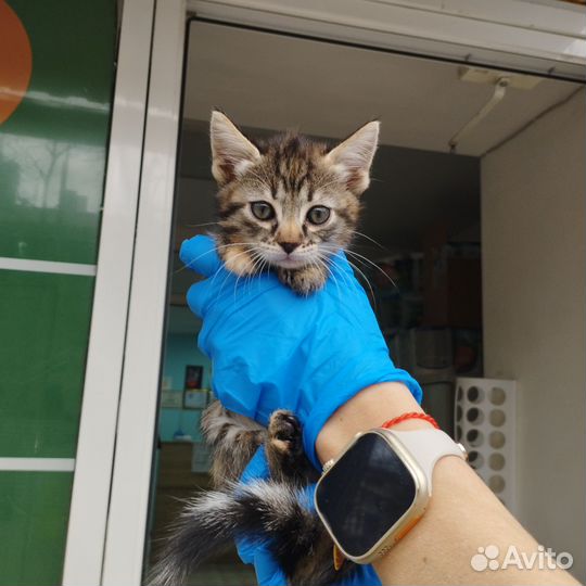 Европейская