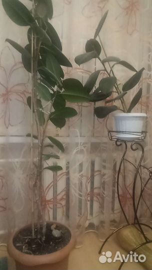 Продам фикусы