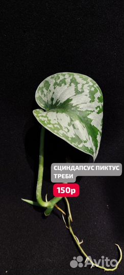 Сциндапсус пиктус треби