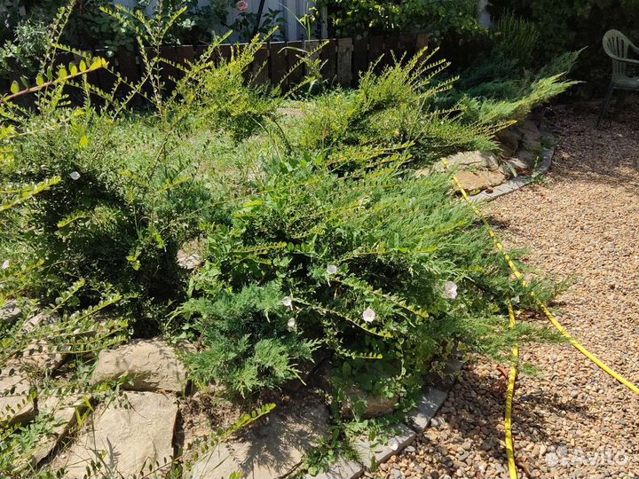 Гибискус штамбовый