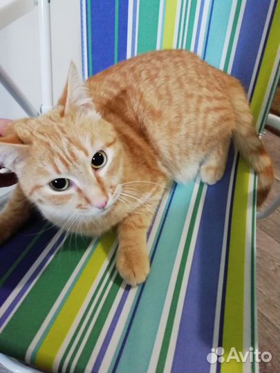 Рыжий котик