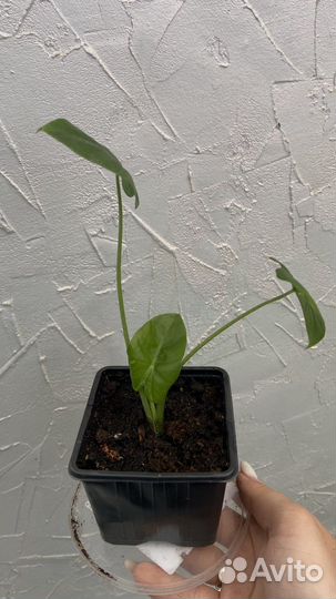 Клубни и детки алоказии клобучковой