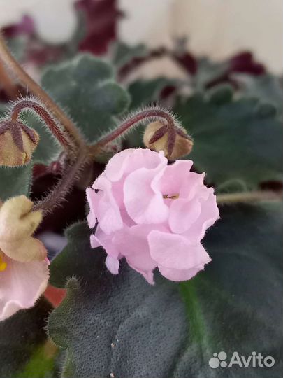 Фиалки мини/полумини